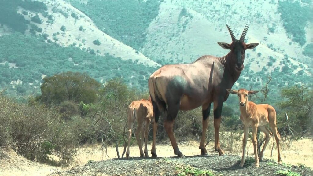 Akagera National Park