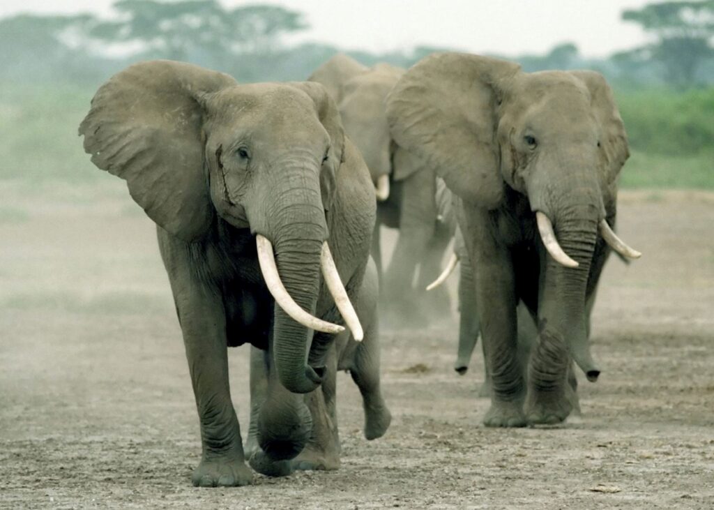 Amboseli National Park