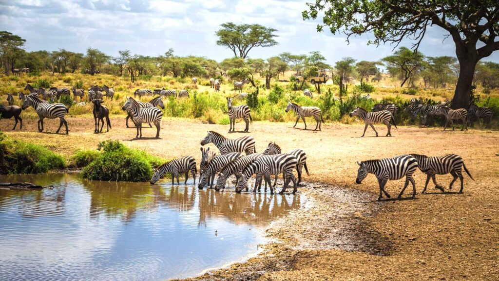Best Safari Destinations In Tanzania