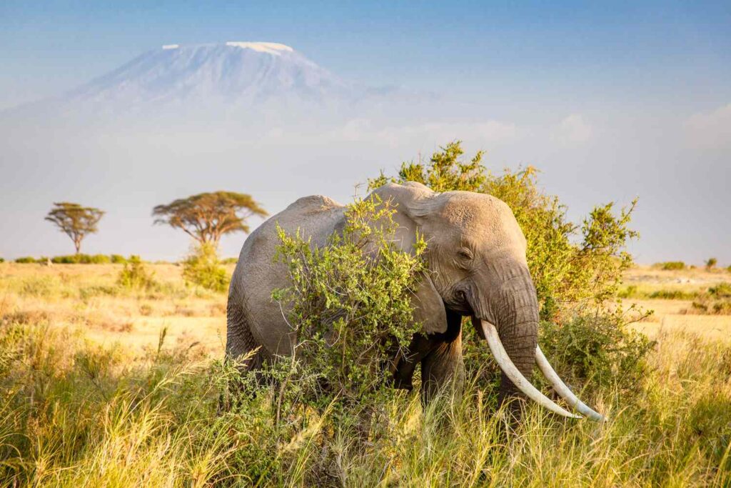 Best Time To Visit Tanzania