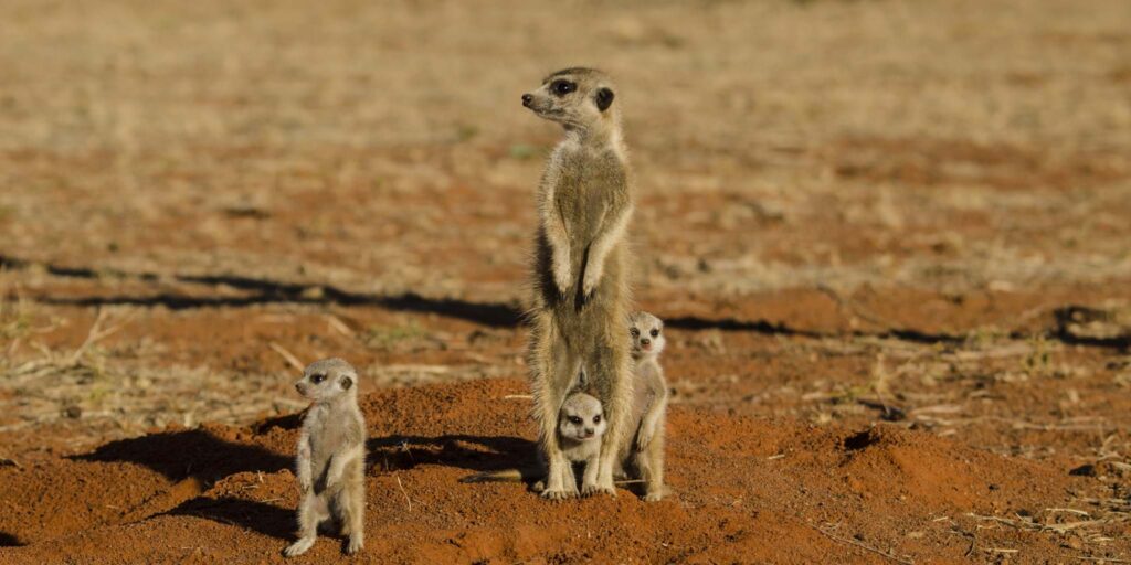 Central Kalahari Game Reserve