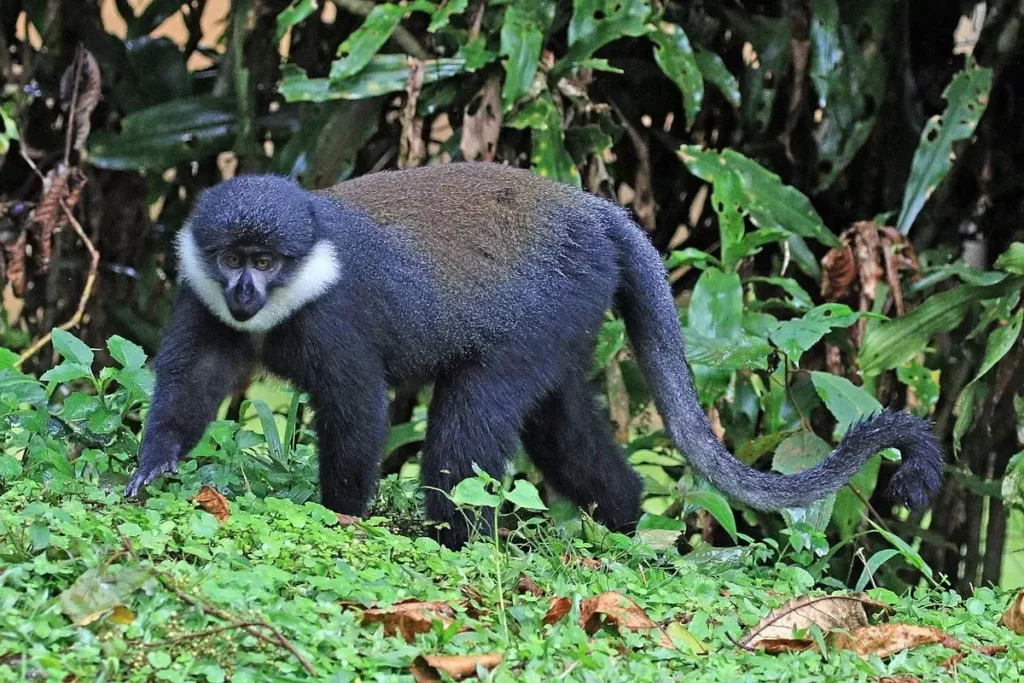 Gishwati Mukura National Park