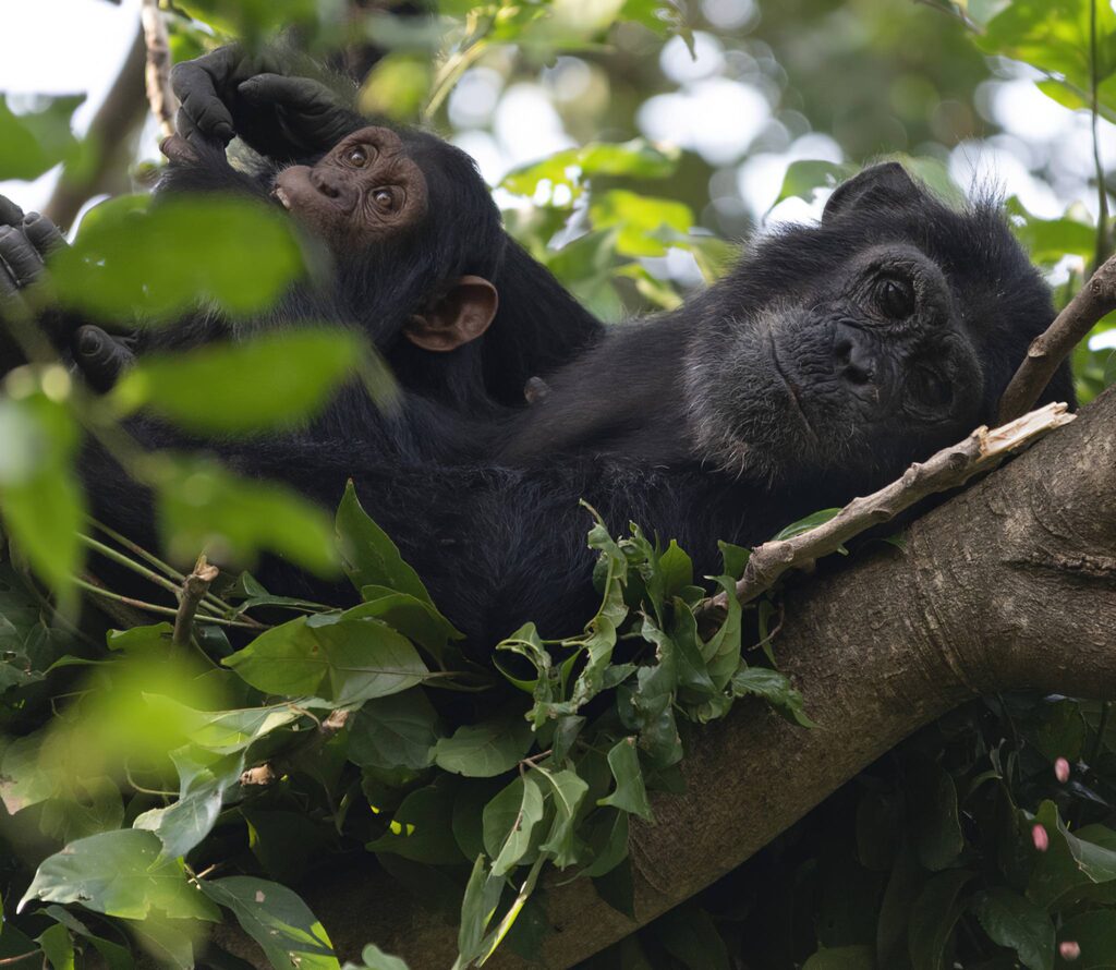 Gombe Stream National Park