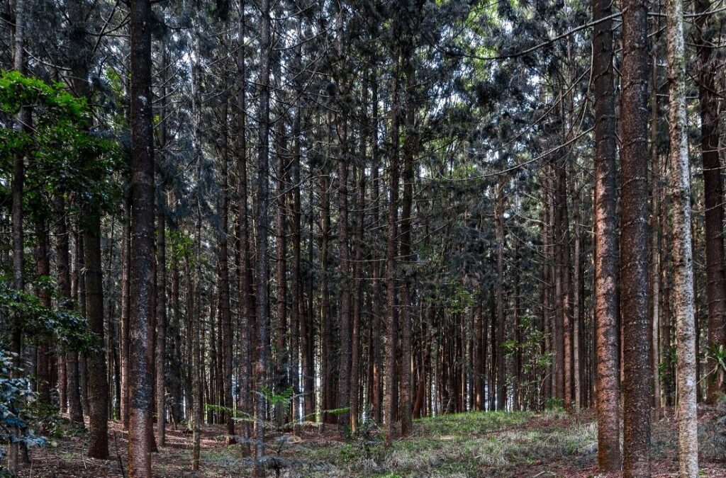 Karura Forest Tour Experience Trail Biking Included
