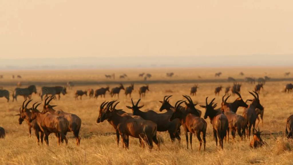 Katavi National Park