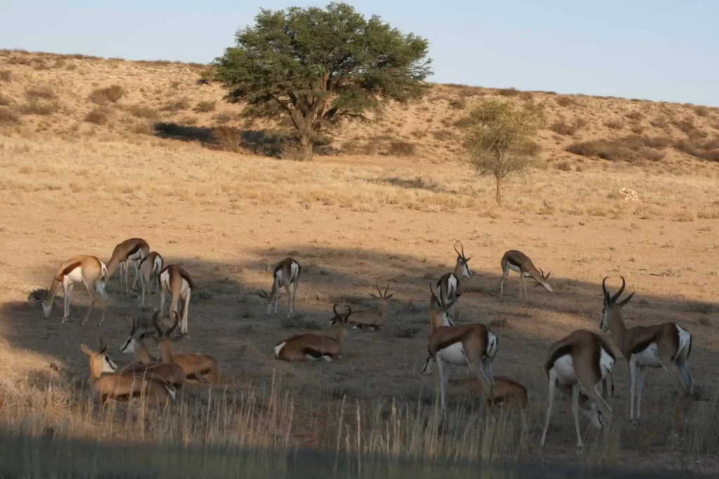 Kgalagadi Kalahari Transfrontier Park Northern Cape