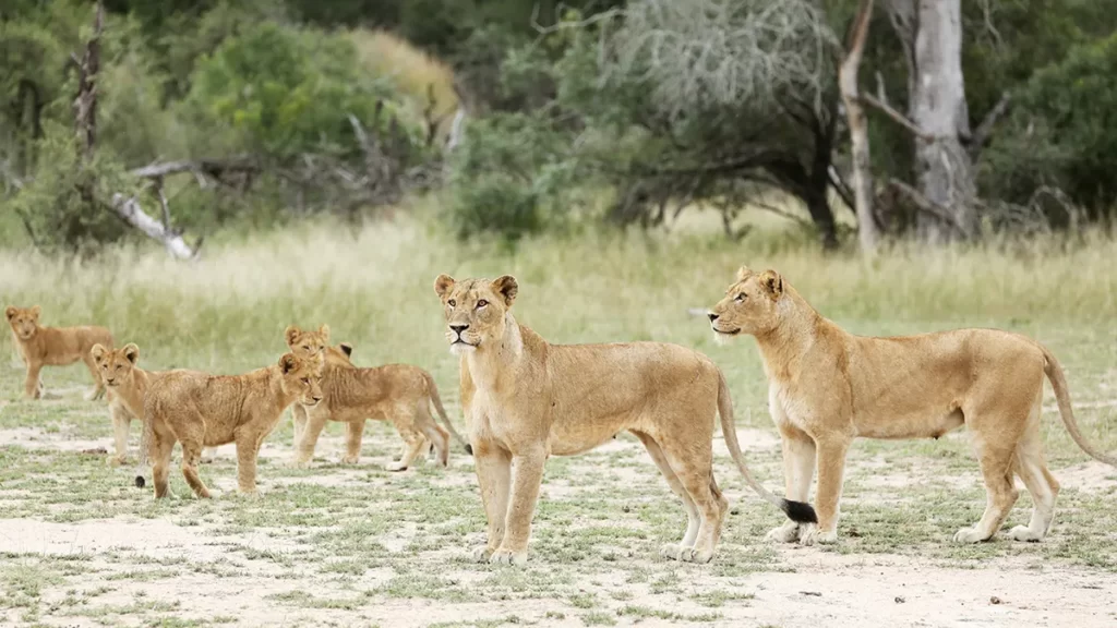 Kruger National Park Mpumalanga and Limpopo Provinces