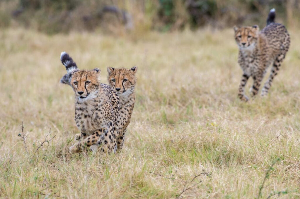 Kwando Bots cheetahs max1800x1200