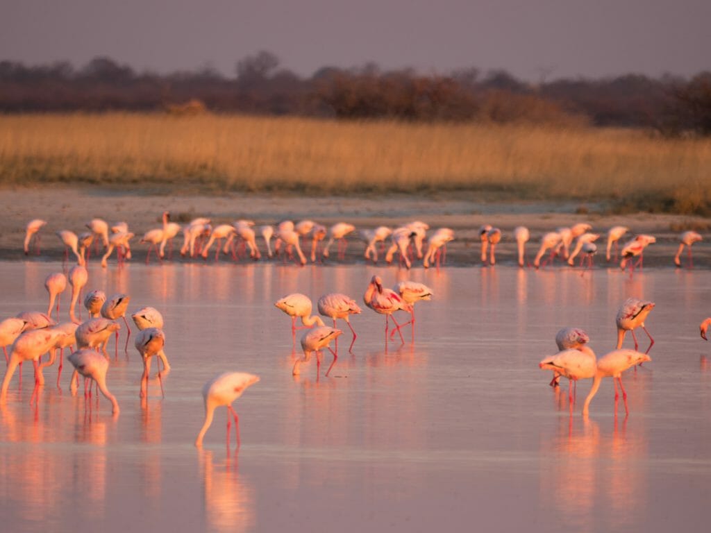 Makgadikgadi Pans National Park