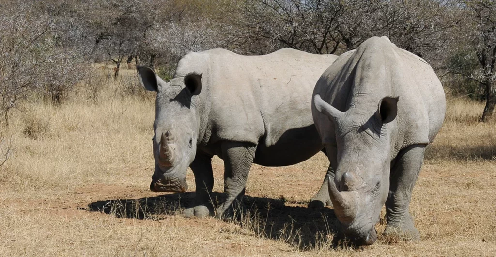 Mokolodi Nature Reserve