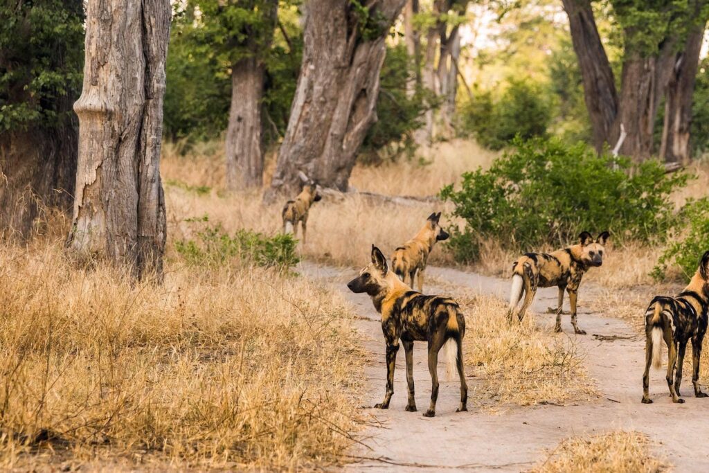 Moremi Game Reserve