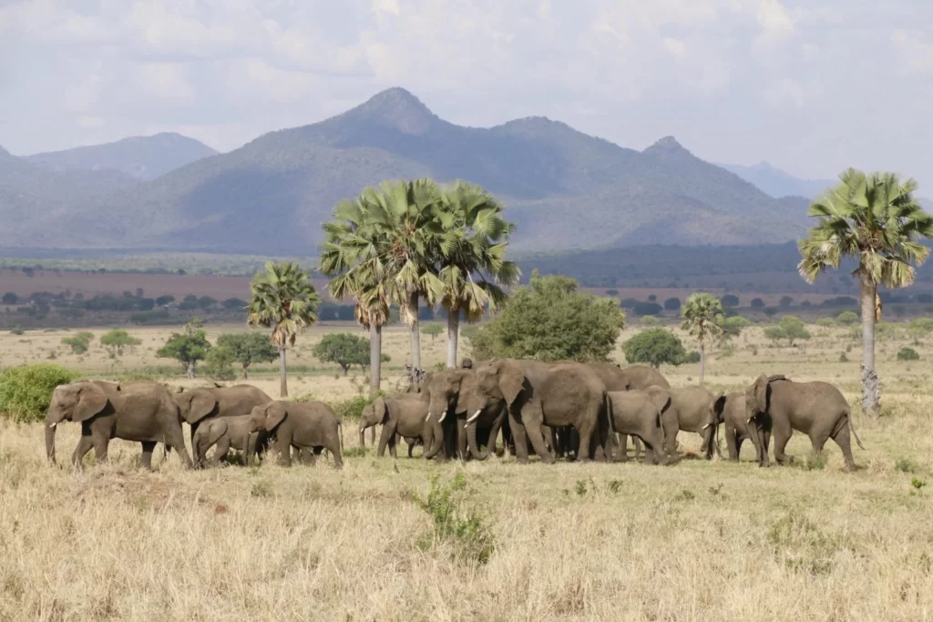 Mount Kenya National Park