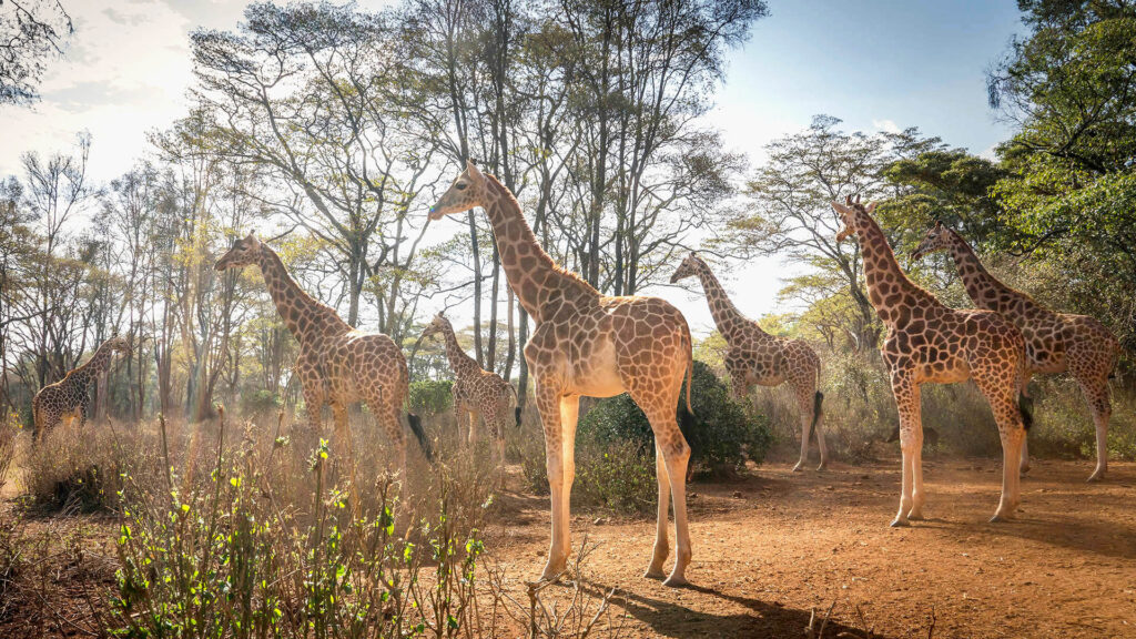 Nairobi National park