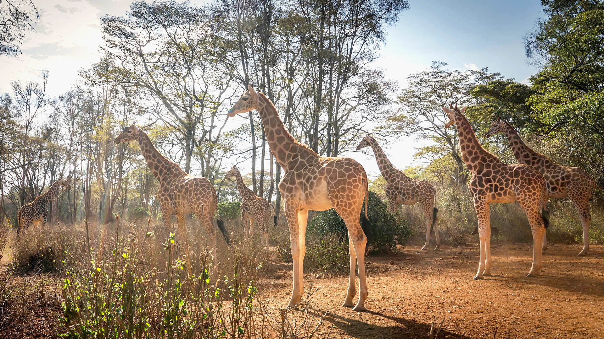 Nairobi National park Professional Safari Africa