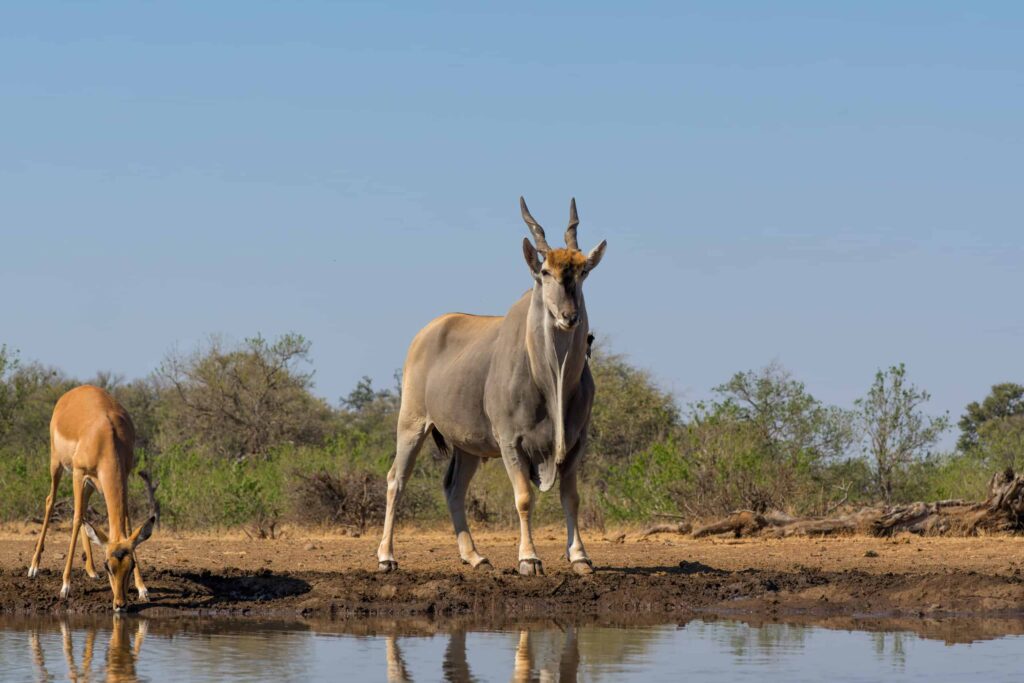 Northern Tuli Game Reserve111