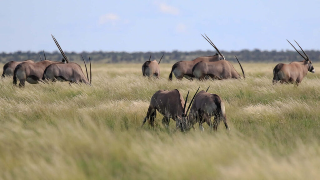 Nxai Pan National Park