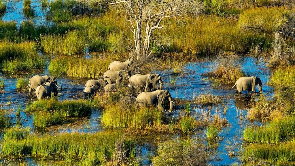 Okavango Delta