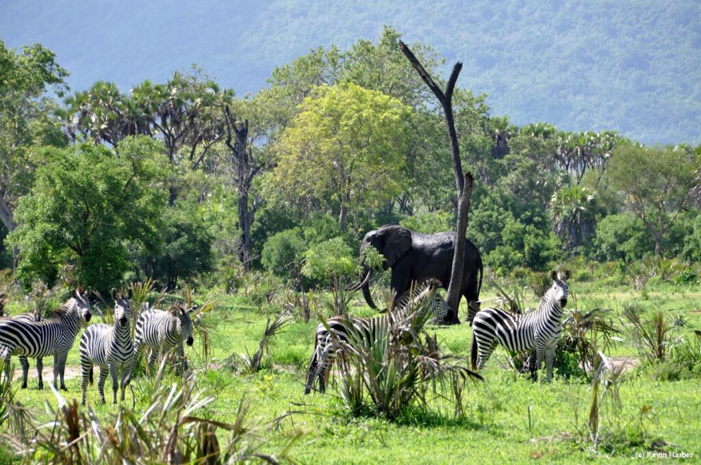 Selous reserve Tanzania c Kevin Harber