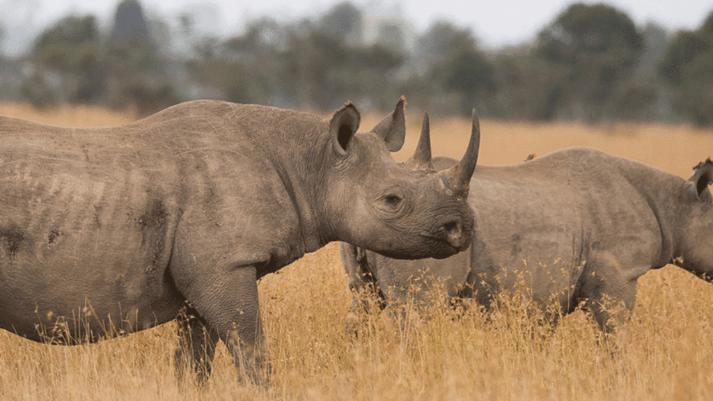 Sweetwaters and Ol Pejeta Conservancy Guided Day Tour2