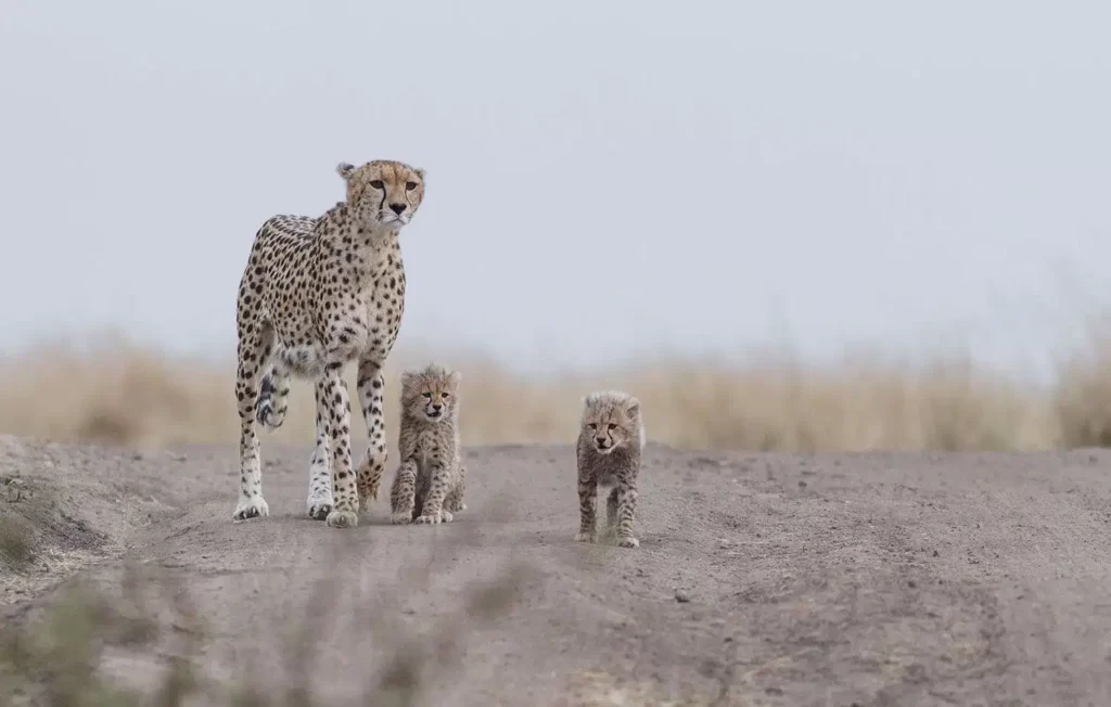 Tanzania Wilderness Adventure