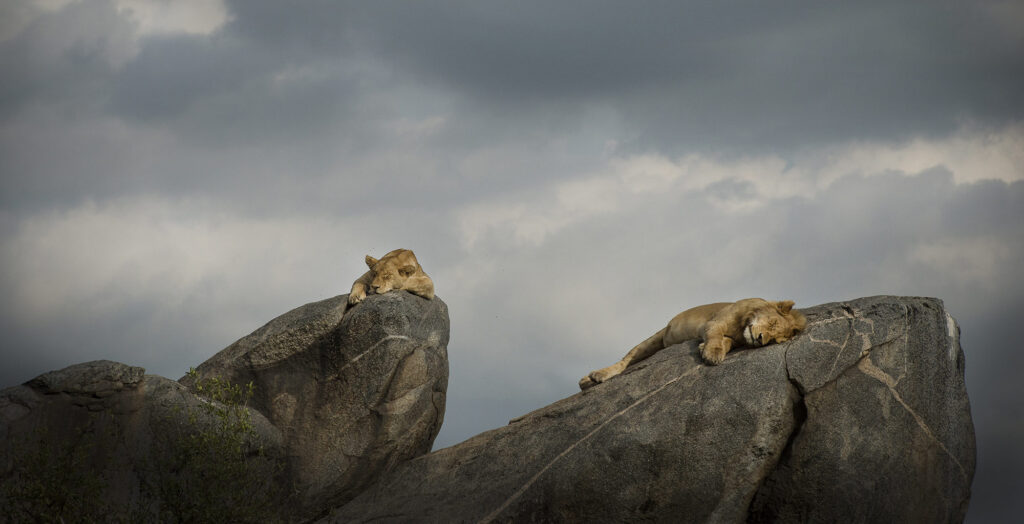 Tanzania safari 1