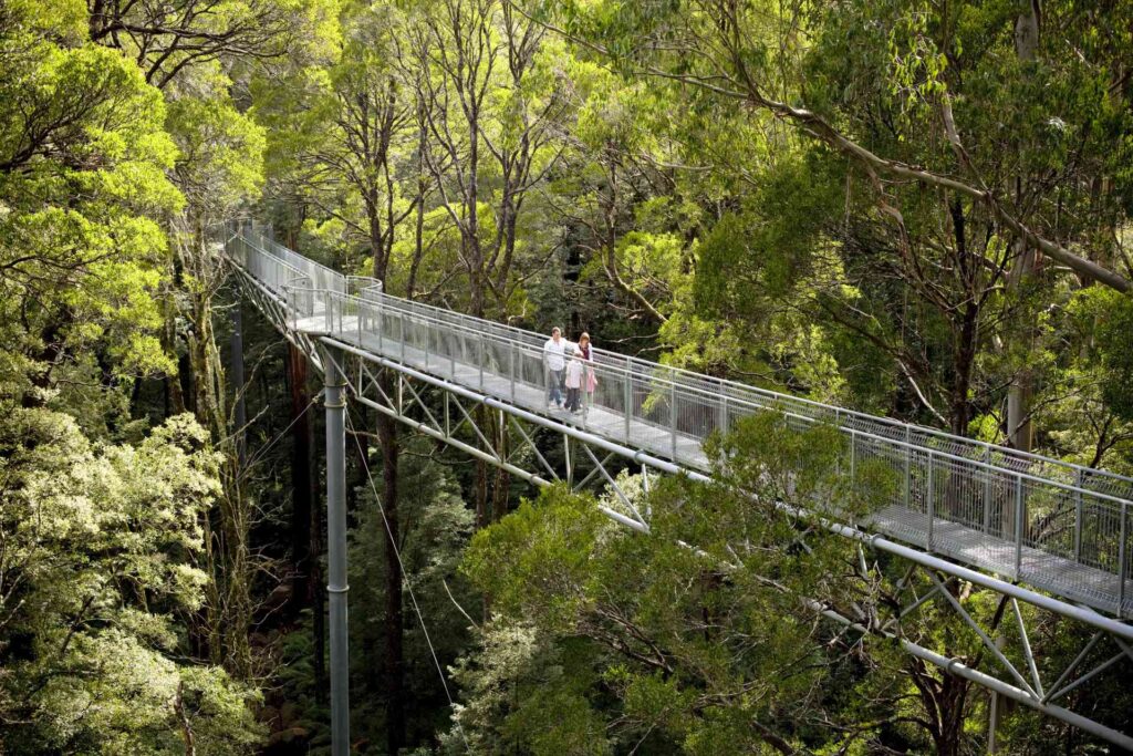 TreeTop Walking