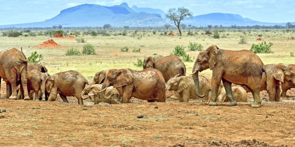 Tsavo East National Park