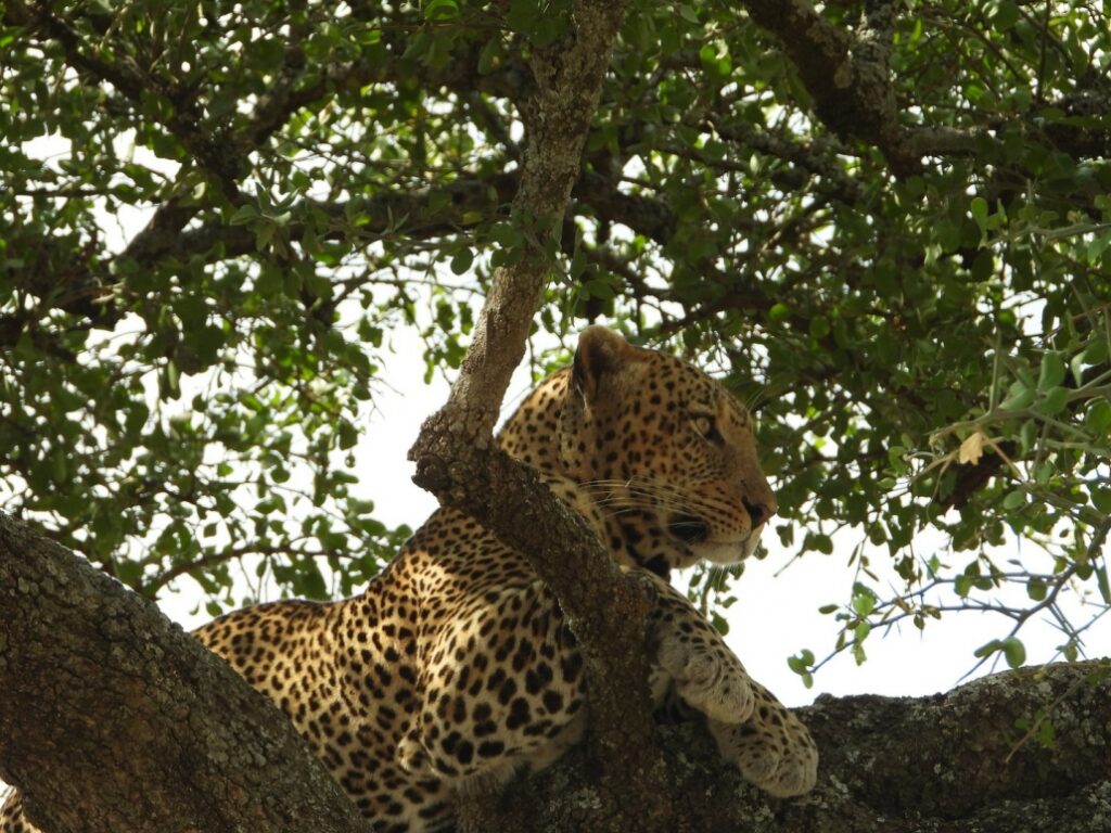 Udzungwa Mountains National Parks