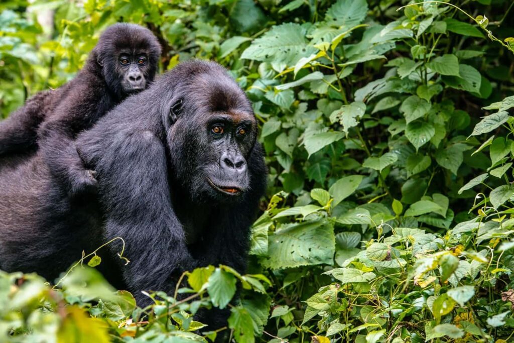 Virunga Mountains National Park