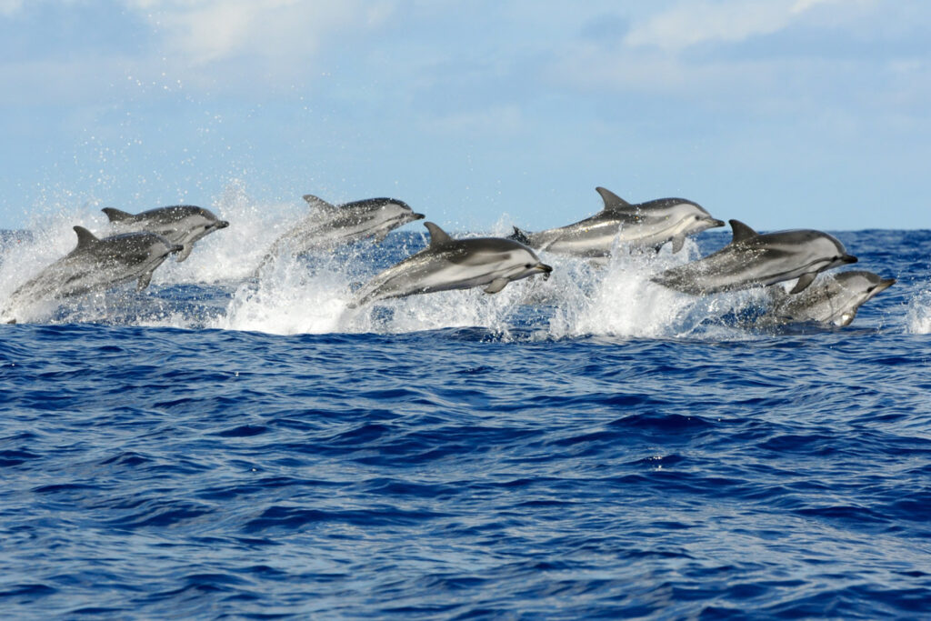 Dolphin and Jozani Forest Tour2