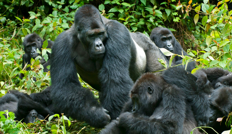 UGANDA GORILLATREKKING1