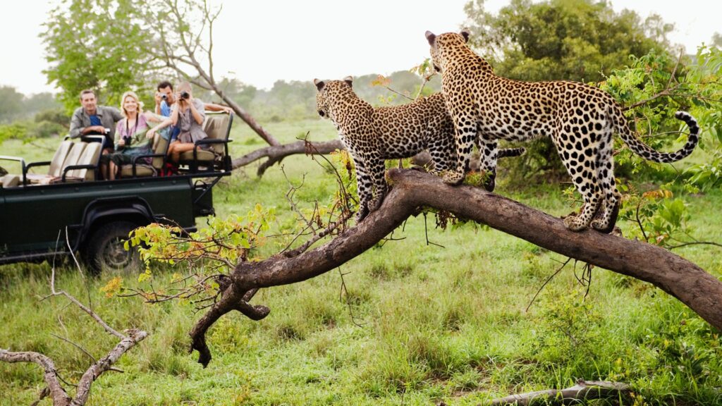 south africa1