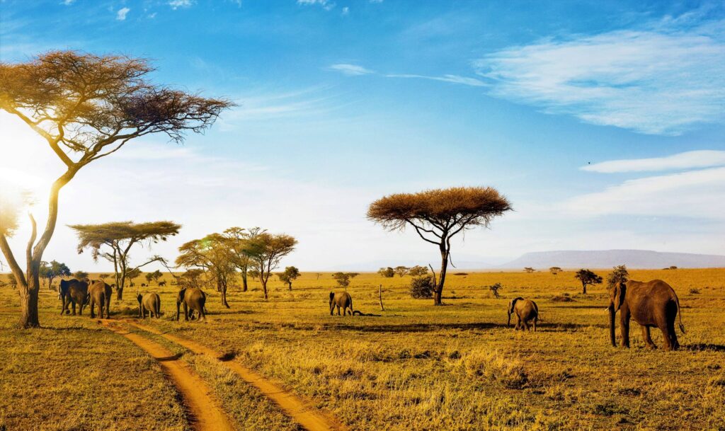 Serengeti
