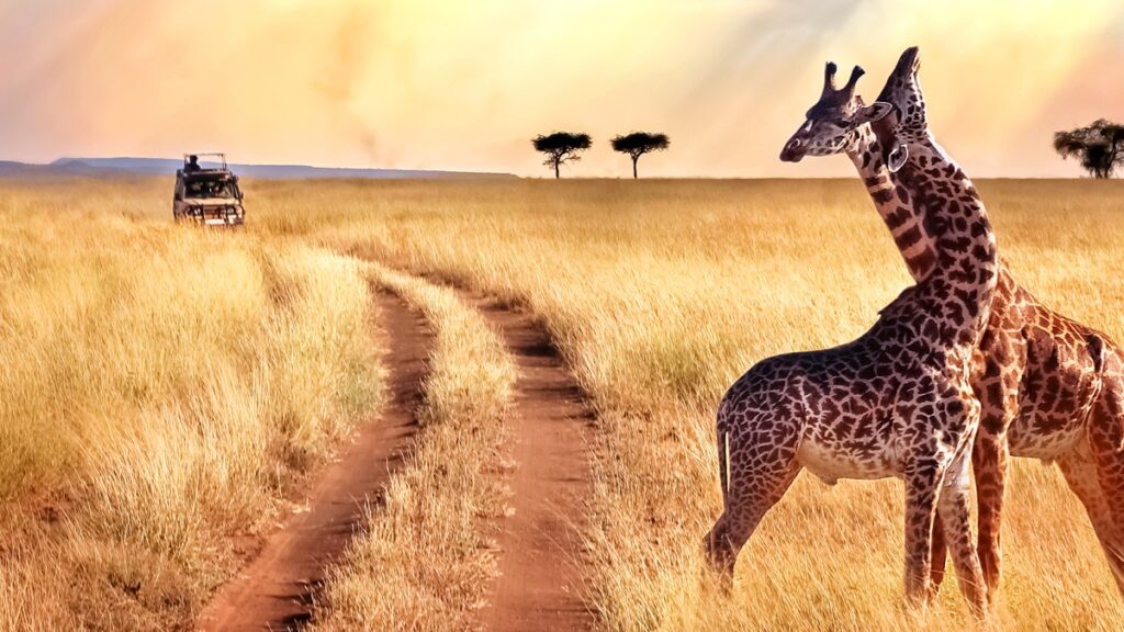 Tanzania Safari